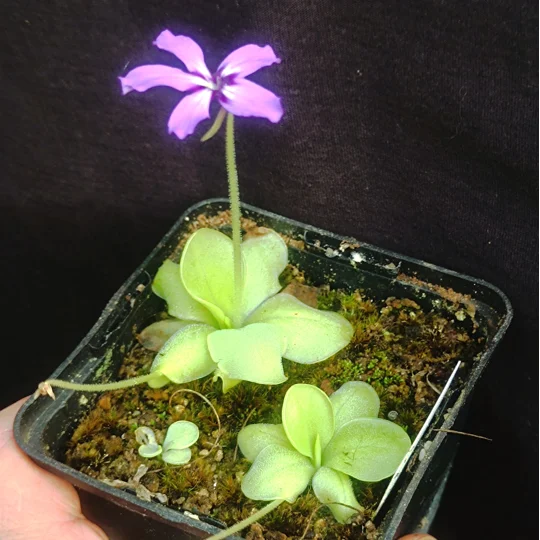 Pinguicula rectifolia Huajuapan, Oaxaca