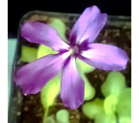 Pinguicula rectifolia Huajuapan, Oaxaca