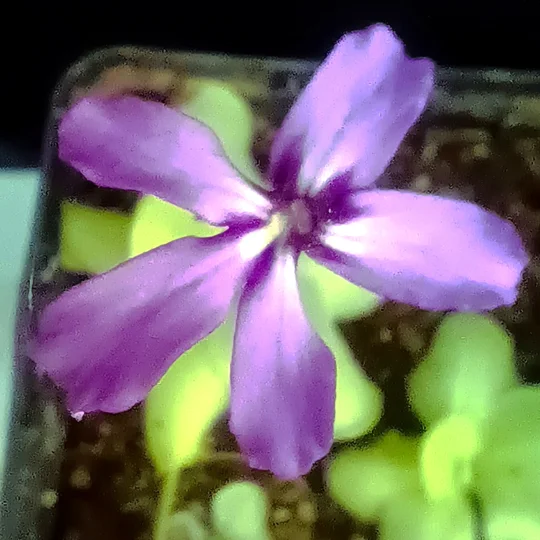 Pinguicula rectifolia Huajuapan, Oaxaca