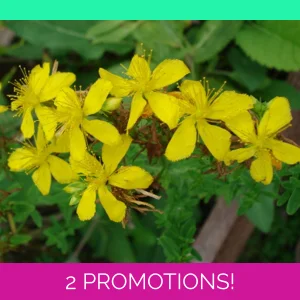 Hypericum perforatum, 50 seeds