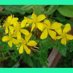 Hypericum perforatum, 50 seeds