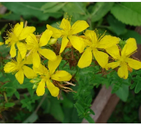 Hypericum perforatum, 50 seeds