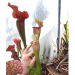 Sarracenia x mitchelliana BERND WEILBRENNER II