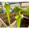 Sarracenia flava var. ornata F185 MK, Prince George co, Virginia