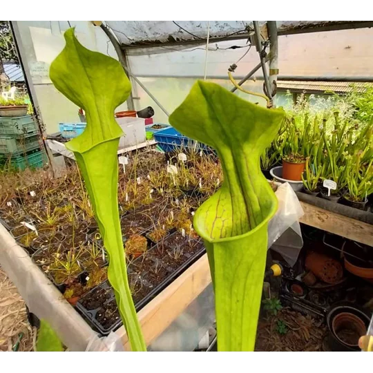 Sarracenia flava var. ornata F185 MK, Prince George co, Virginia