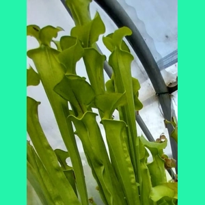 Sarracenia flava var. o..