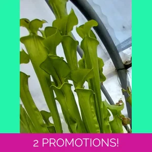 Sarracenia flava var. o..