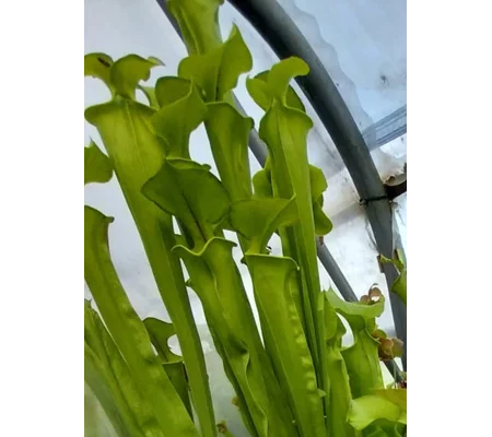 Sarracenia flava var. ornata F185 MK, Prince George co, Virginia