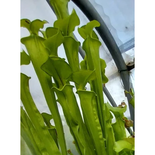 Sarracenia flava var. ornata F185 MK, Prince George co, Virginia