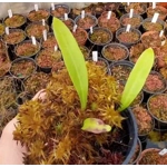 Utricularia longifolia