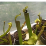 Sarracenia rubra subsp. gulfensis