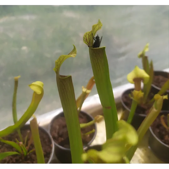Sarracenia rubra subsp. gulfensis