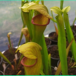 Sarracenia x harperi