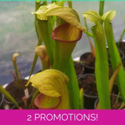 Sarracenia x harperi
