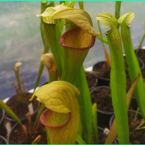 Sarracenia x harperi