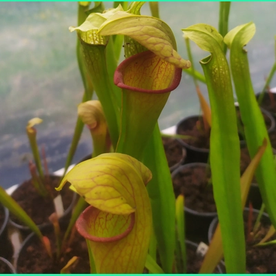 Sarracenia x harperi