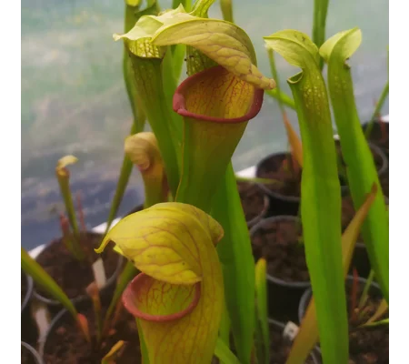 Sarracenia x harperi