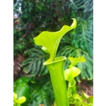 Sarracenia flava var. maxima 'DIVERSIFLORA GREEN'
