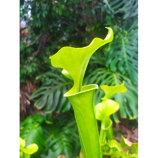Sarracenia flava var. maxima 'DIVERSIFLORA GREEN'