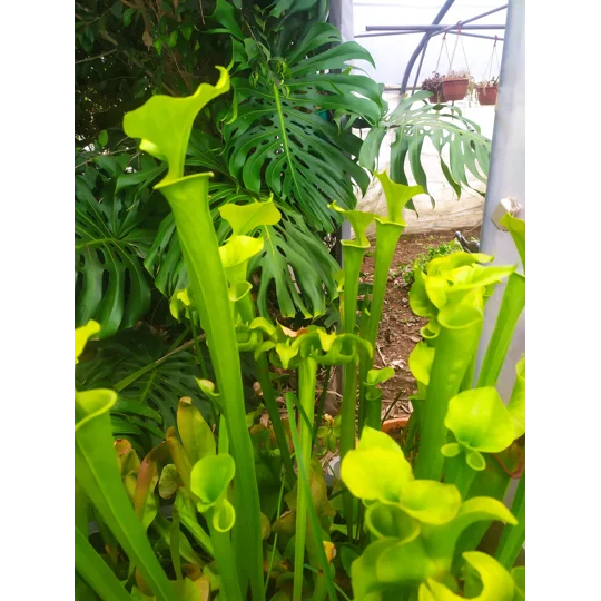 Sarracenia flava var. maxima 'DIVERSIFLORA GREEN'