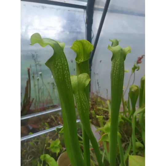 Sarracenia x excellens (S. leucophylla x minor var. okeefenokeensis)