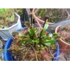 BIG MOUTH Dionaea muscipula