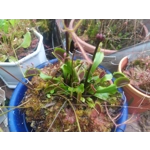 BIG MOUTH Dionaea muscipula