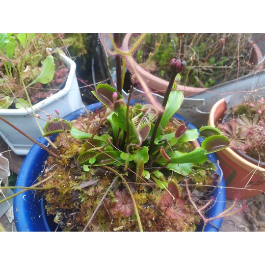 BIG MOUTH Dionaea muscipula
