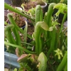 Sarracenia minor var. okefenokeensis, Ware co., Georgia