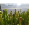 Sarracenia rubra subsp. gulfensis