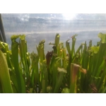 Sarracenia rubra subsp. gulfensis