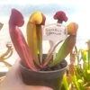 Sarracenia x swaniana 'BARBAPAPA'