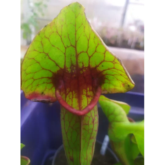 Sarracenia x catesbaei, pink flower, clone 3