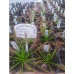 Drosera capensis TYPICAL