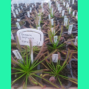 Drosera capensis TYPICAL