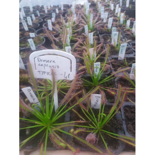 Drosera capensis TYPICAL