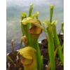 Sarracenia x harperi