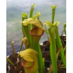 Sarracenia x harperi