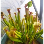 Sarracenia x michelliana x flava var. rugelii