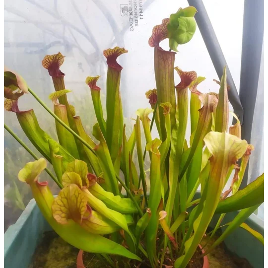 Sarracenia x michelliana x flava var. rugelii