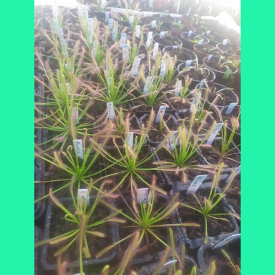 Drosera capensis - 50 seeds