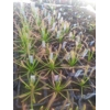 Drosera capensis TYPICAL