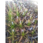 Drosera capensis TYPICAL