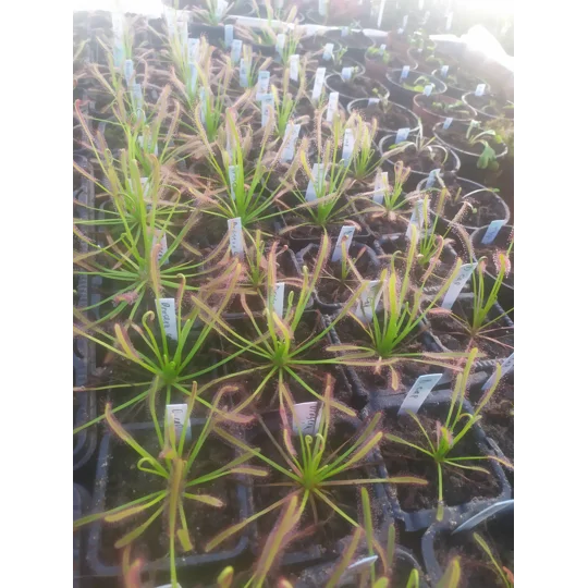 Drosera capensis TYPICAL