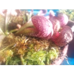 Sarracenia psittacina subsp. psittacina