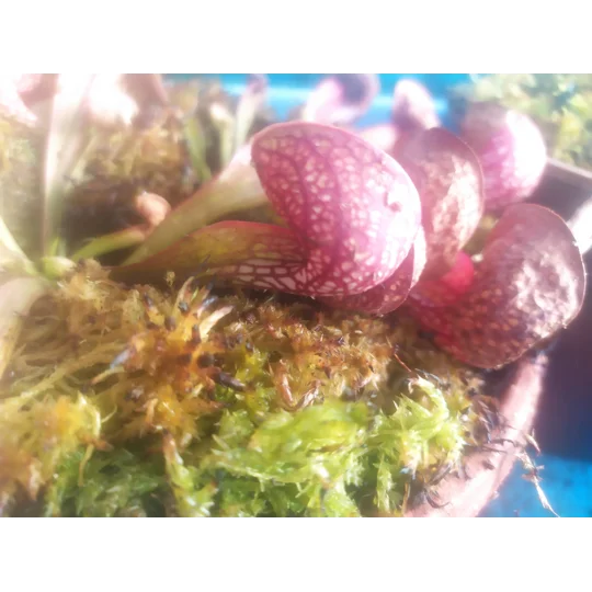 Sarracenia psittacina subsp. psittacina
