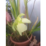 Sarracenia alata var rubrioperculata RED THROAT