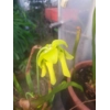 Sarracenia flava var. maxima 'DIVERSIFLORA GREEN'