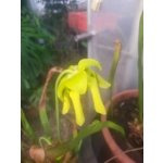 Sarracenia flava var. maxima 'DIVERSIFLORA GREEN'