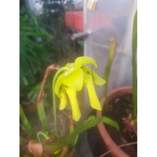 Sarracenia flava var. maxima 'DIVERSIFLORA GREEN'
